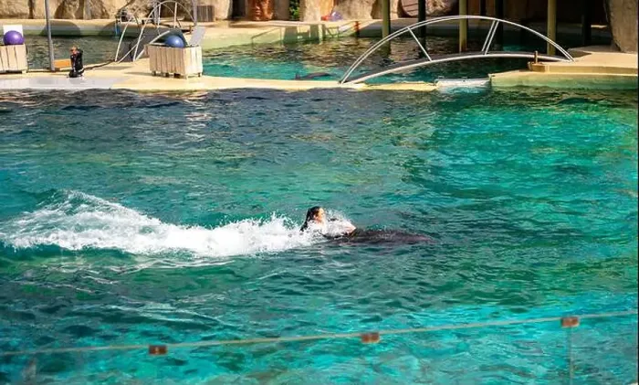 Framed Print : Antibes, France - 18.09.2024: Dolphin show at Marineland Framed Print : Antibes, France - 18.09.2024: Dolphin show at Marineland