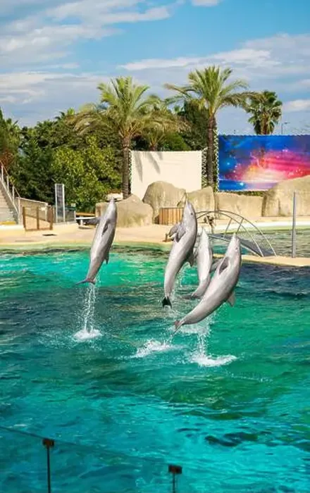 Framed Print : Antibes, France - 18.09.2024: Dolphin show at Marineland Framed Print : Antibes, France - 18.09.2024: Dolphin show at Marineland