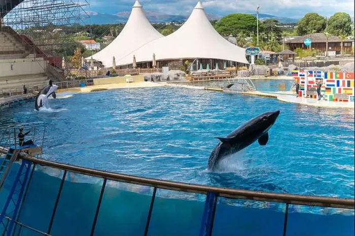 Framed Print : Antibes, France - 18.09.2024: Orca show at MarineLand Framed Print : Antibes, France - 18.09.2024: Orca show at MarineLand