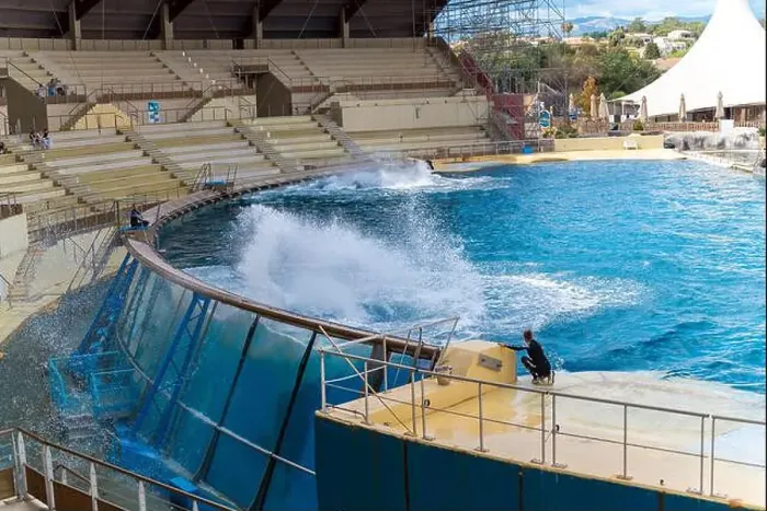 Framed Print : Antibes, France - 18.09.2024: Orca show at MarineLand Framed Print : Antibes, France - 18.09.2024: Orca show at MarineLand