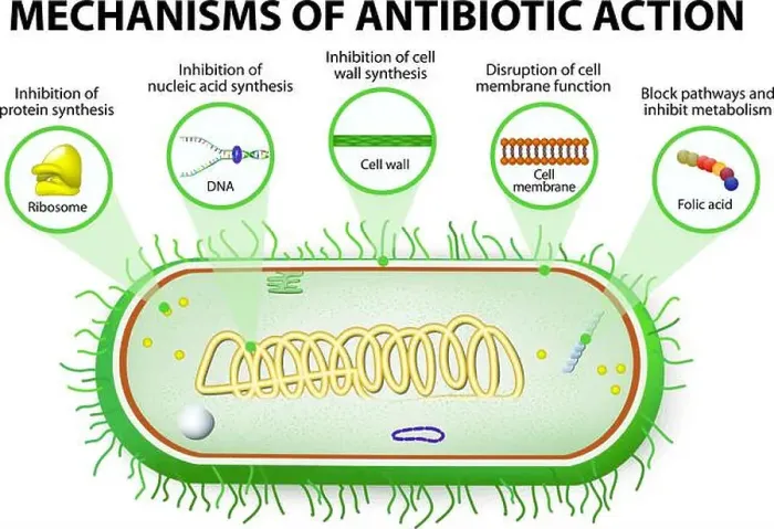 Framed Print : antibiotic. Mechanisms of action of antimicrobials Framed Print : antibiotic. Mechanisms of action of antimicrobials