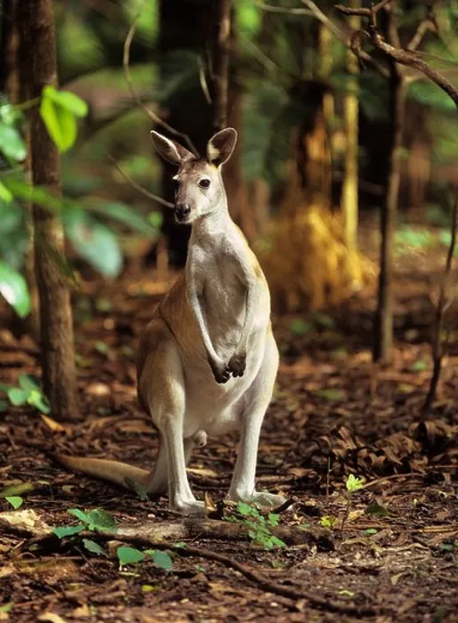 Framed Print : Antilopine wallaroo standing in forest Macropus antilopinus Framed Print : Antilopine wallaroo standing in forest Macropus antilopinus