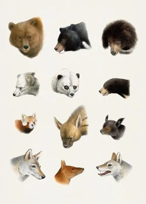 Framed Print : Antique Animal illustration. Beatiful animals of India, Burma and Tibet Framed Print : Antique Animal illustration. Beatiful animals of India, Burma and Tibet