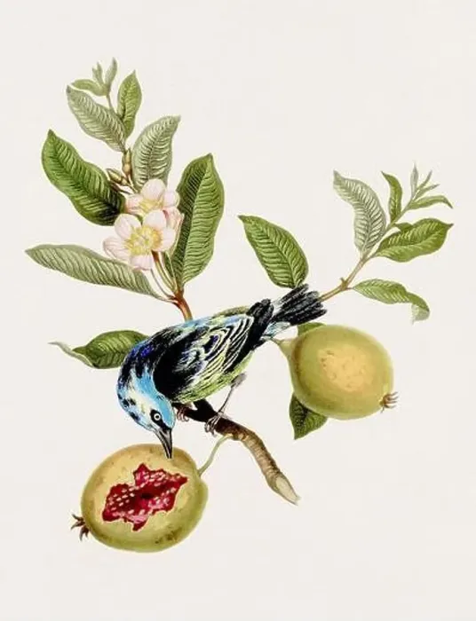 Framed Print : Antique Bird illustration. Antique natural history book illustration Framed Print : Antique Bird illustration. Antique natural history book illustration