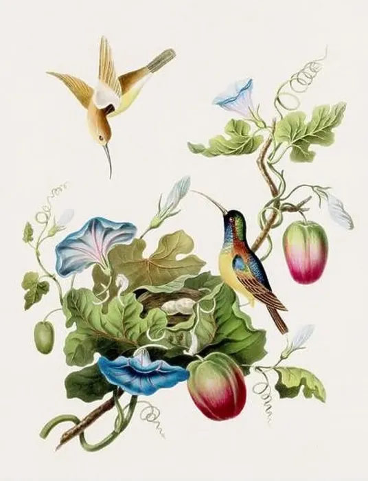 Framed Print : Antique Bird illustration. Hummingbirds. Antique natural history book illustration Framed Print : Antique Bird illustration. Hummingbirds. Antique natural history book illustration