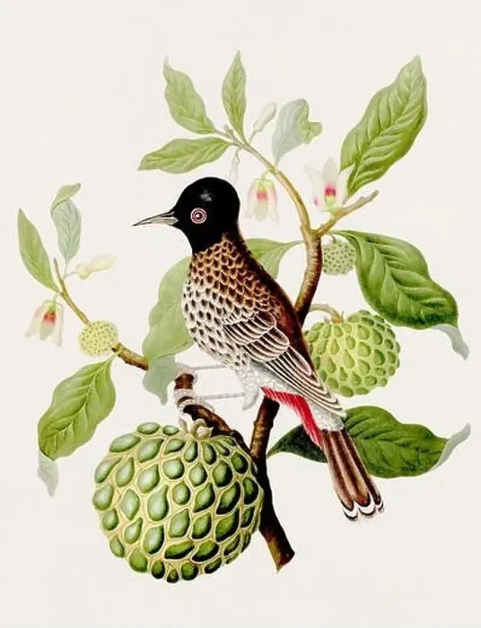 Framed Print : Antique Bird illustration. Indian Nightingale. Antique natural history book illustration