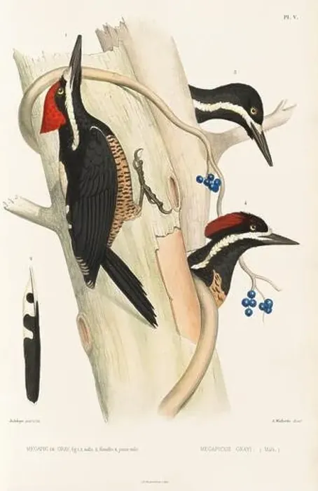 Framed Print : Antique bird illustration. Woodpecker birds in the woods. 19th-century woodpecker bird illustration. Circa 1860 Framed Print : Antique bird illustration. Woodpecker birds in the woods. 19th-century woodpecker bird illustration. Circa 1860