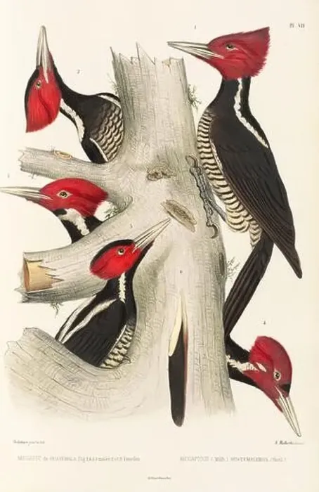Framed Print : Antique bird illustration. Woodpecker birds in the woods. 19th-century woodpecker bird illustration. Circa 1860 Framed Print : Antique bird illustration. Woodpecker birds in the woods. 19th-century woodpecker bird illustration. Circa 1860