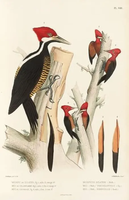 Framed Print : Antique bird illustration. Woodpecker birds in the woods. 19th-century woodpecker bird illustration. Circa 1860 Framed Print : Antique bird illustration. Woodpecker birds in the woods. 19th-century woodpecker bird illustration. Circa 1860