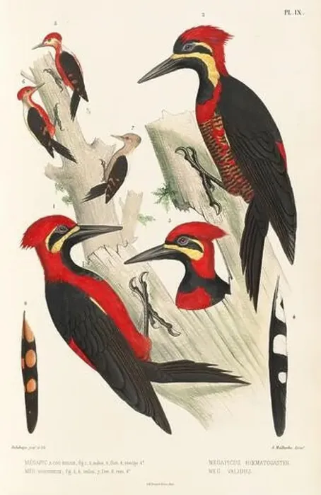 Framed Print : Antique bird illustration. Woodpecker birds in the woods. 19th-century woodpecker bird illustration. Circa 1860 Framed Print : Antique bird illustration. Woodpecker birds in the woods. 19th-century woodpecker bird illustration. Circa 1860