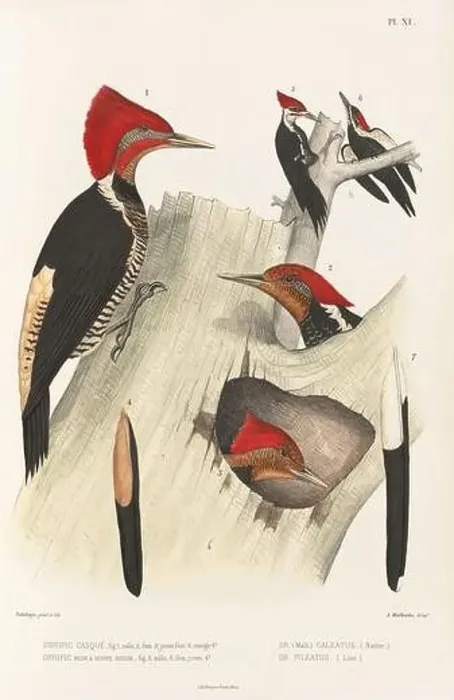 Framed Print : Antique bird illustration. Woodpecker birds in the woods. 19th-century woodpecker bird illustration. Circa 1860 Framed Print : Antique bird illustration. Woodpecker birds in the woods. 19th-century woodpecker bird illustration. Circa 1860