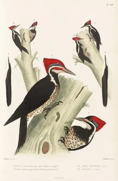 Framed Print : Antique bird illustration. Woodpecker birds in the woods. 19th-century woodpecker bird illustration. Circa 1860 Framed Print : Antique bird illustration. Woodpecker birds in the woods. 19th-century woodpecker bird illustration. Circa 1860