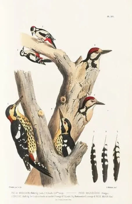 Framed Print : Antique bird illustration. Woodpecker birds in the woods. 19th-century woodpecker bird illustration. Circa 1860 Framed Print : Antique bird illustration. Woodpecker birds in the woods. 19th-century woodpecker bird illustration. Circa 1860