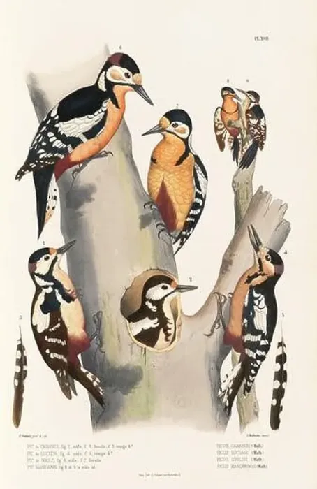 Framed Print : Antique bird illustration. Woodpecker birds in the woods. 19th-century woodpecker bird illustration. Circa 1860 Framed Print : Antique bird illustration. Woodpecker birds in the woods. 19th-century woodpecker bird illustration. Circa 1860