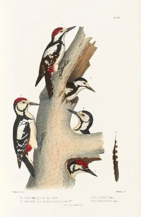 Framed Print : Antique bird illustration. Woodpecker birds in the woods. 19th-century woodpecker bird illustration. Circa 1860 Framed Print : Antique bird illustration. Woodpecker birds in the woods. 19th-century woodpecker bird illustration. Circa 1860