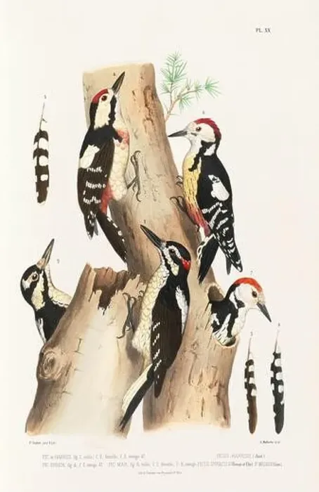 Framed Print : Antique bird illustration. Woodpecker birds in the woods. 19th-century woodpecker bird illustration. Circa 1860 Framed Print : Antique bird illustration. Woodpecker birds in the woods. 19th-century woodpecker bird illustration. Circa 1860
