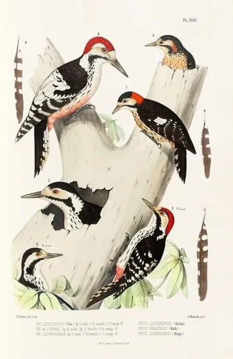 Framed Print : Antique bird illustration. Woodpecker birds in the woods. 19th-century woodpecker bird illustration. Circa 1860 Framed Print : Antique bird illustration. Woodpecker birds in the woods. 19th-century woodpecker bird illustration. Circa 1860