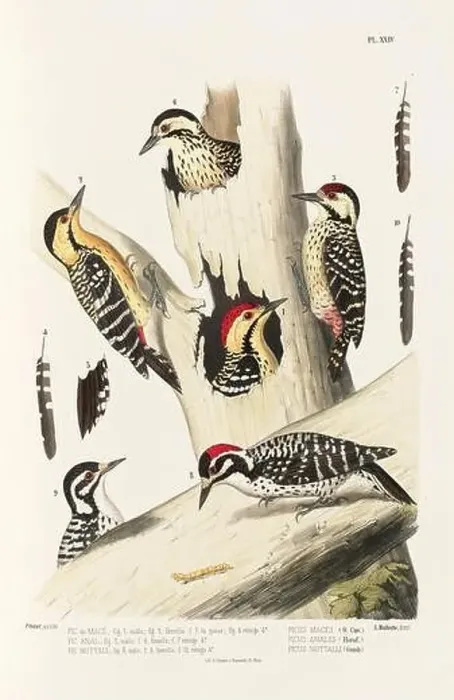 Framed Print : Antique bird illustration. Woodpecker birds in the woods. 19th-century woodpecker bird illustration. Circa 1860 Framed Print : Antique bird illustration. Woodpecker birds in the woods. 19th-century woodpecker bird illustration. Circa 1860