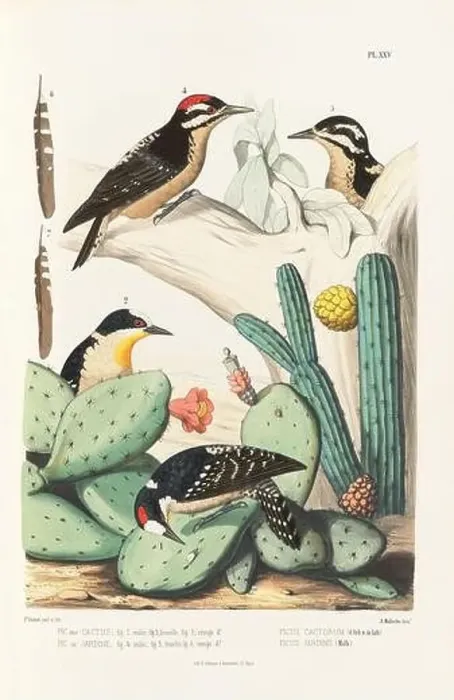Framed Print : Antique bird illustration. Woodpecker birds in the woods. 19th-century woodpecker bird illustration. Circa 1860 Framed Print : Antique bird illustration. Woodpecker birds in the woods. 19th-century woodpecker bird illustration. Circa 1860