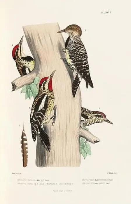 Framed Print : Antique bird illustration. Woodpecker birds in the woods. 19th-century woodpecker bird illustration. Circa 1860 Framed Print : Antique bird illustration. Woodpecker birds in the woods. 19th-century woodpecker bird illustration. Circa 1860
