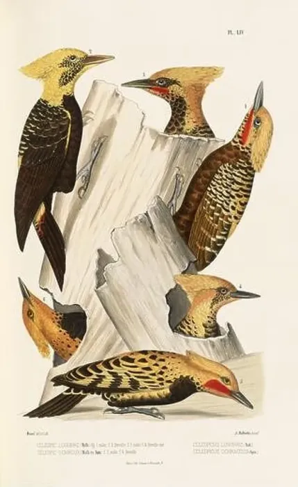 Framed Print : Antique bird illustration. Woodpecker birds in the woods. 19th-century woodpecker bird illustration. Circa 1860 Framed Print : Antique bird illustration. Woodpecker birds in the woods. 19th-century woodpecker bird illustration. Circa 1860