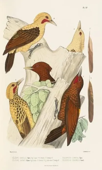 Framed Print : Antique bird illustration. Woodpecker birds in the woods. 19th-century woodpecker bird illustration. Circa 1860 Framed Print : Antique bird illustration. Woodpecker birds in the woods. 19th-century woodpecker bird illustration. Circa 1860