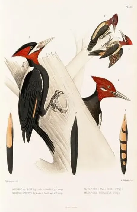 Framed Print : Antique bird illustration. Woodpecker birds in the woods. 19th-century woodpecker bird illustration. Circa 1860 Framed Print : Antique bird illustration. Woodpecker birds in the woods. 19th-century woodpecker bird illustration. Circa 1860