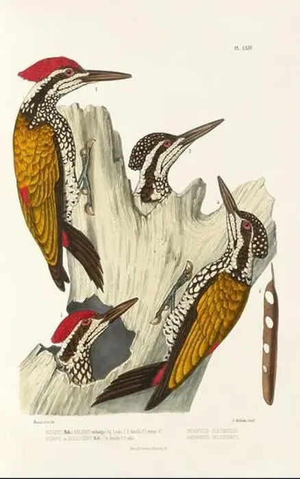 Framed Print : Antique bird illustration. Woodpecker birds in the woods. 19th-century woodpecker bird illustration. Circa 1860 Framed Print : Antique bird illustration. Woodpecker birds in the woods. 19th-century woodpecker bird illustration. Circa 1860