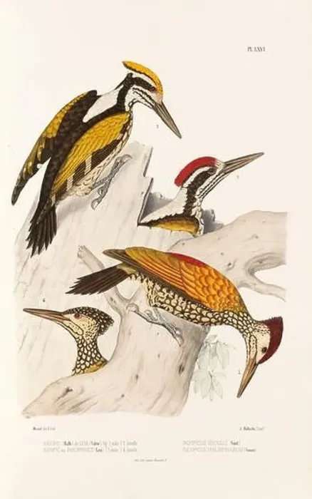 Framed Print : Antique bird illustration. Woodpecker birds in the woods. 19th-century woodpecker bird illustration. Circa 1860 Framed Print : Antique bird illustration. Woodpecker birds in the woods. 19th-century woodpecker bird illustration. Circa 1860