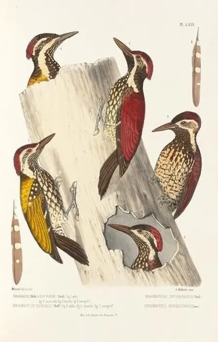 Framed Print : Antique bird illustration. Woodpecker birds in the woods. 19th-century woodpecker bird illustration. Circa 1860 Framed Print : Antique bird illustration. Woodpecker birds in the woods. 19th-century woodpecker bird illustration. Circa 1860