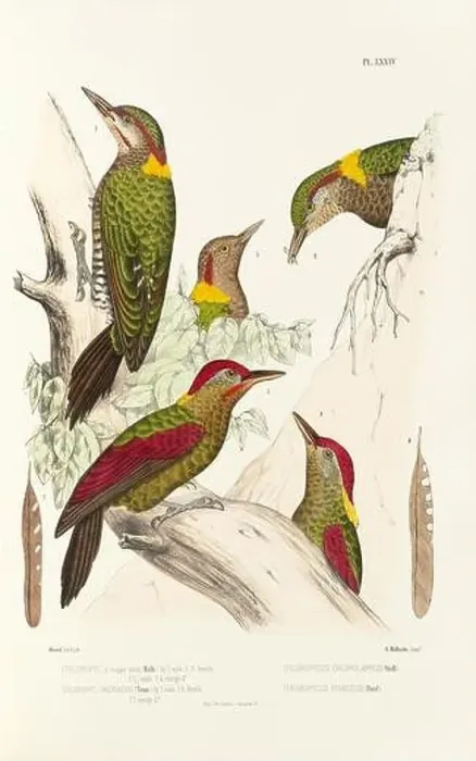 Framed Print : Antique bird illustration. Woodpecker birds in the woods. 19th-century woodpecker bird illustration. Circa 1860 Framed Print : Antique bird illustration. Woodpecker birds in the woods. 19th-century woodpecker bird illustration. Circa 1860