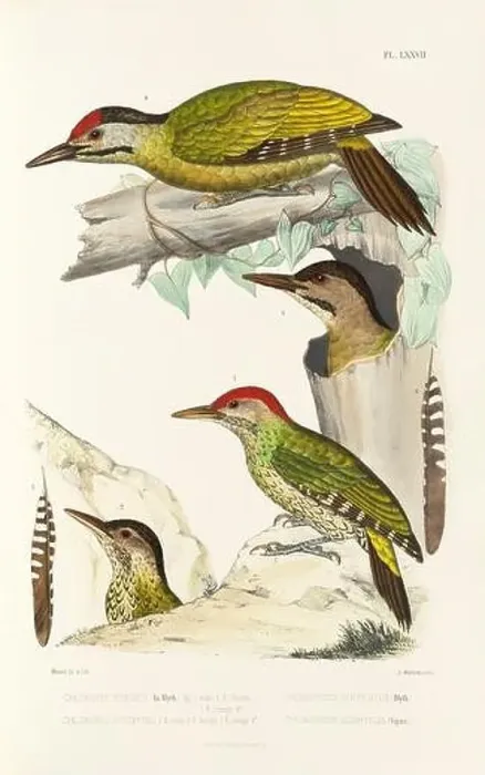Framed Print : Antique bird illustration. Woodpecker birds in the woods. 19th-century woodpecker bird illustration. Circa 1860 Framed Print : Antique bird illustration. Woodpecker birds in the woods. 19th-century woodpecker bird illustration. Circa 1860