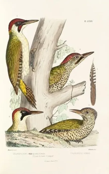 Framed Print : Antique bird illustration. Woodpecker birds in the woods. 19th-century woodpecker bird illustration. Circa 1860 Framed Print : Antique bird illustration. Woodpecker birds in the woods. 19th-century woodpecker bird illustration. Circa 1860