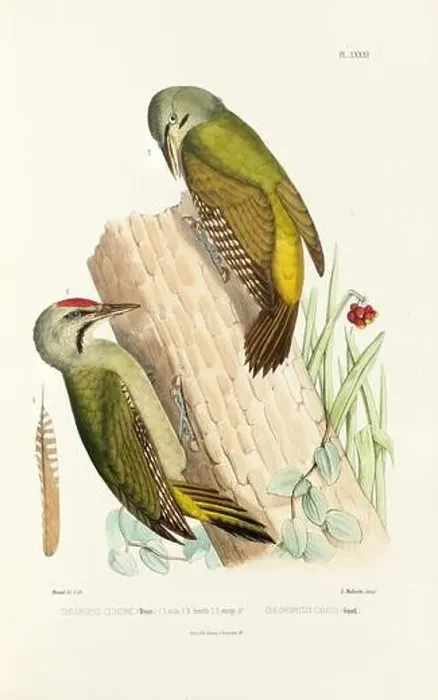 Framed Print : Antique bird illustration. Woodpecker birds in the woods. 19th-century woodpecker bird illustration. Circa 1860 Framed Print : Antique bird illustration. Woodpecker birds in the woods. 19th-century woodpecker bird illustration. Circa 1860