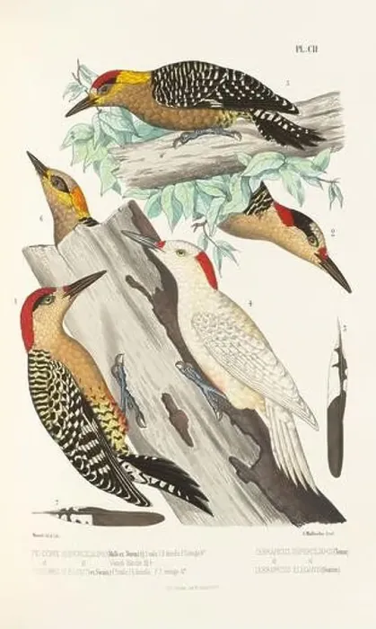 Framed Print : Antique bird illustration. Woodpecker birds in the woods. 19th-century woodpecker bird illustration. Circa 1860 Framed Print : Antique bird illustration. Woodpecker birds in the woods. 19th-century woodpecker bird illustration. Circa 1860