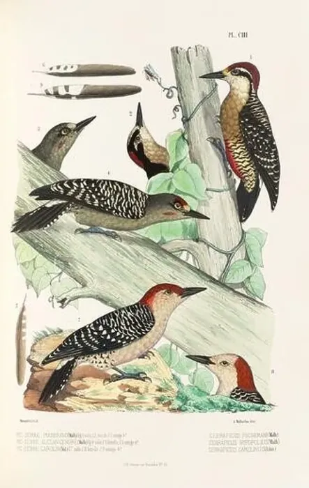 Framed Print : Antique bird illustration. Woodpecker birds in the woods. 19th-century woodpecker bird illustration. Circa 1860 Framed Print : Antique bird illustration. Woodpecker birds in the woods. 19th-century woodpecker bird illustration. Circa 1860