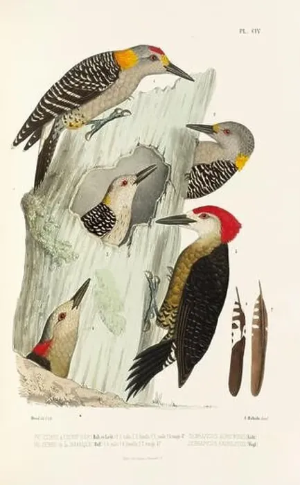 Framed Print : Antique bird illustration. Woodpecker birds in the woods. 19th-century woodpecker bird illustration. Circa 1860 Framed Print : Antique bird illustration. Woodpecker birds in the woods. 19th-century woodpecker bird illustration. Circa 1860