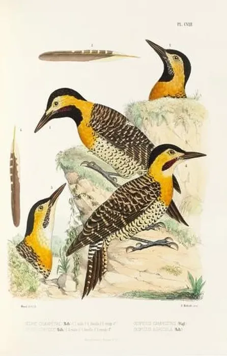 Framed Print : Antique bird illustration. Woodpecker birds in the woods. 19th-century woodpecker bird illustration. Circa 1860 Framed Print : Antique bird illustration. Woodpecker birds in the woods. 19th-century woodpecker bird illustration. Circa 1860