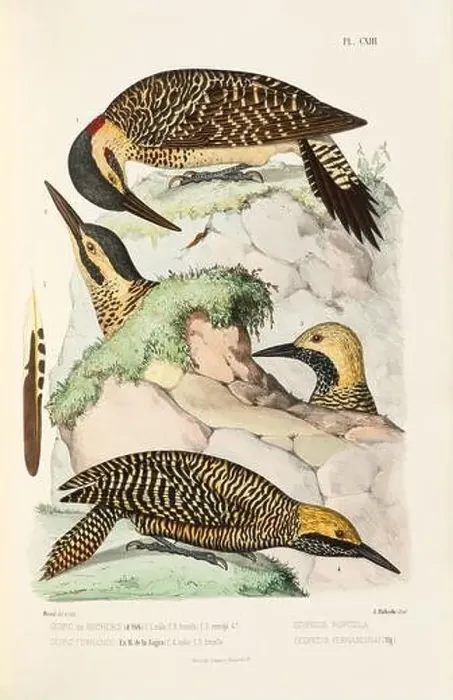 Framed Print : Antique bird illustration. Woodpecker birds in the woods. 19th-century woodpecker bird illustration. Circa 1860 Framed Print : Antique bird illustration. Woodpecker birds in the woods. 19th-century woodpecker bird illustration. Circa 1860