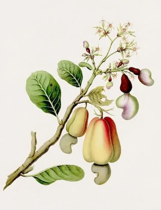 Framed Print : Antique botanical illustration. The Cajew. Antique natural history book illustration Framed Print : Antique botanical illustration. The Cajew. Antique natural history book illustration