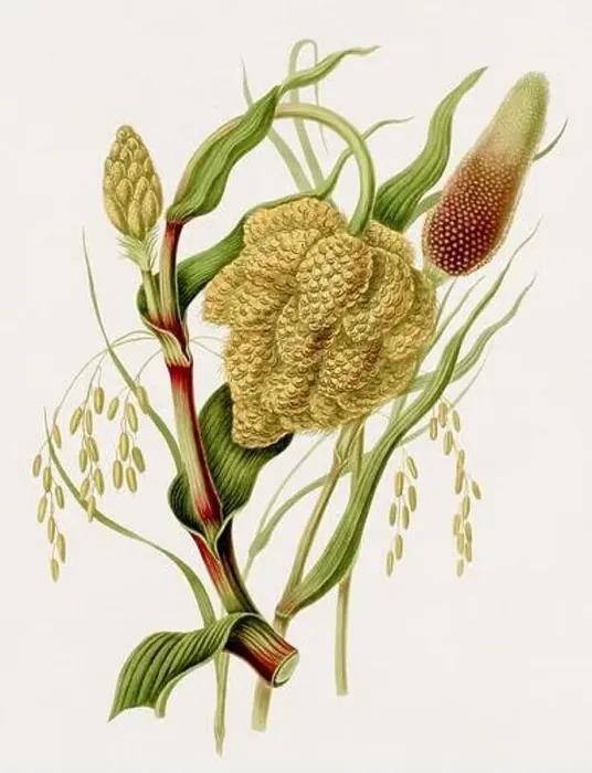 Framed Print : Antique botanical illustration. Antique natural history book illustration Framed Print : Antique botanical illustration. Antique natural history book illustration