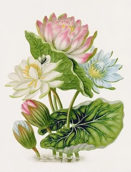 Framed Print : Antique botanical illustration. Red Blue and White Lotus. Antique natural history book illustration Framed Print : Antique botanical illustration. Red Blue and White Lotus. Antique natural history book illustration