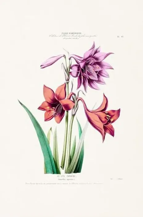 Framed Print : Antique Botanical Illustration Framed Print : Antique Botanical Illustration