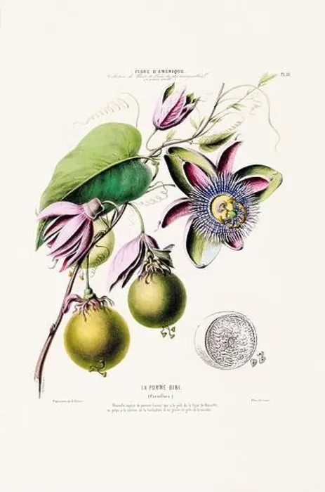 Framed Print : Antique Botanical Illustration Framed Print : Antique Botanical Illustration