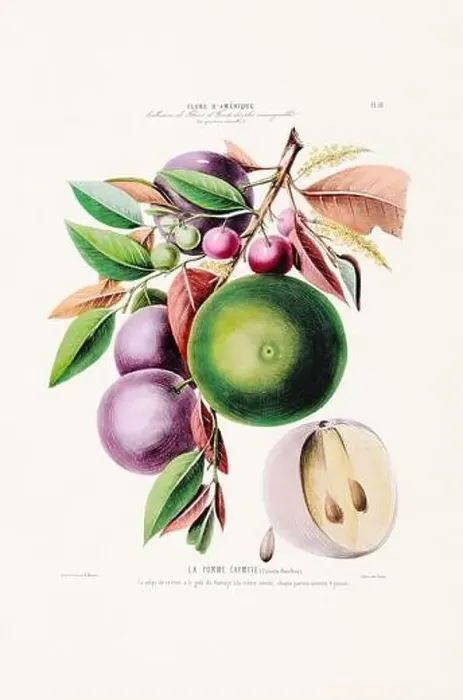 Framed Print : Antique Botanical Illustration Framed Print : Antique Botanical Illustration