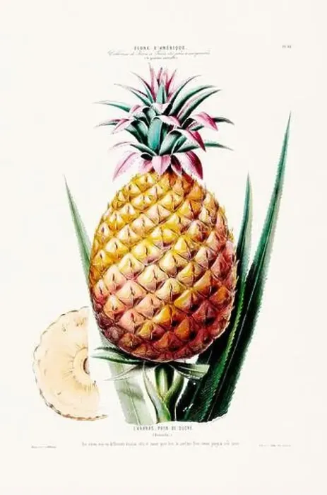 Framed Print : Antique Botanical Illustration Framed Print : Antique Botanical Illustration