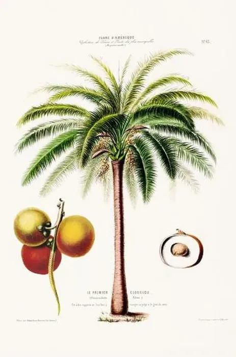Framed Print : Antique Botanical Illustration Framed Print : Antique Botanical Illustration