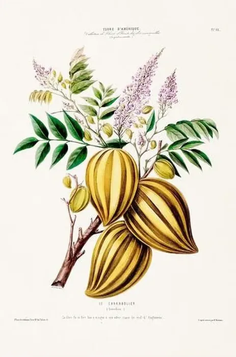 Framed Print : Antique Botanical Illustration Framed Print : Antique Botanical Illustration