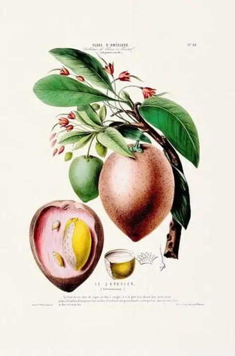 Framed Print : Antique Botanical Illustration Framed Print : Antique Botanical Illustration