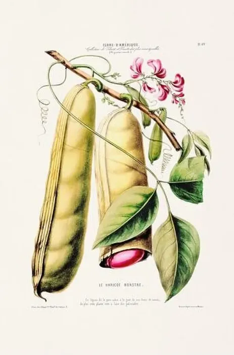 Framed Print : Antique Botanical Illustration Framed Print : Antique Botanical Illustration